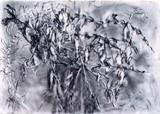 Drawings: Weeds